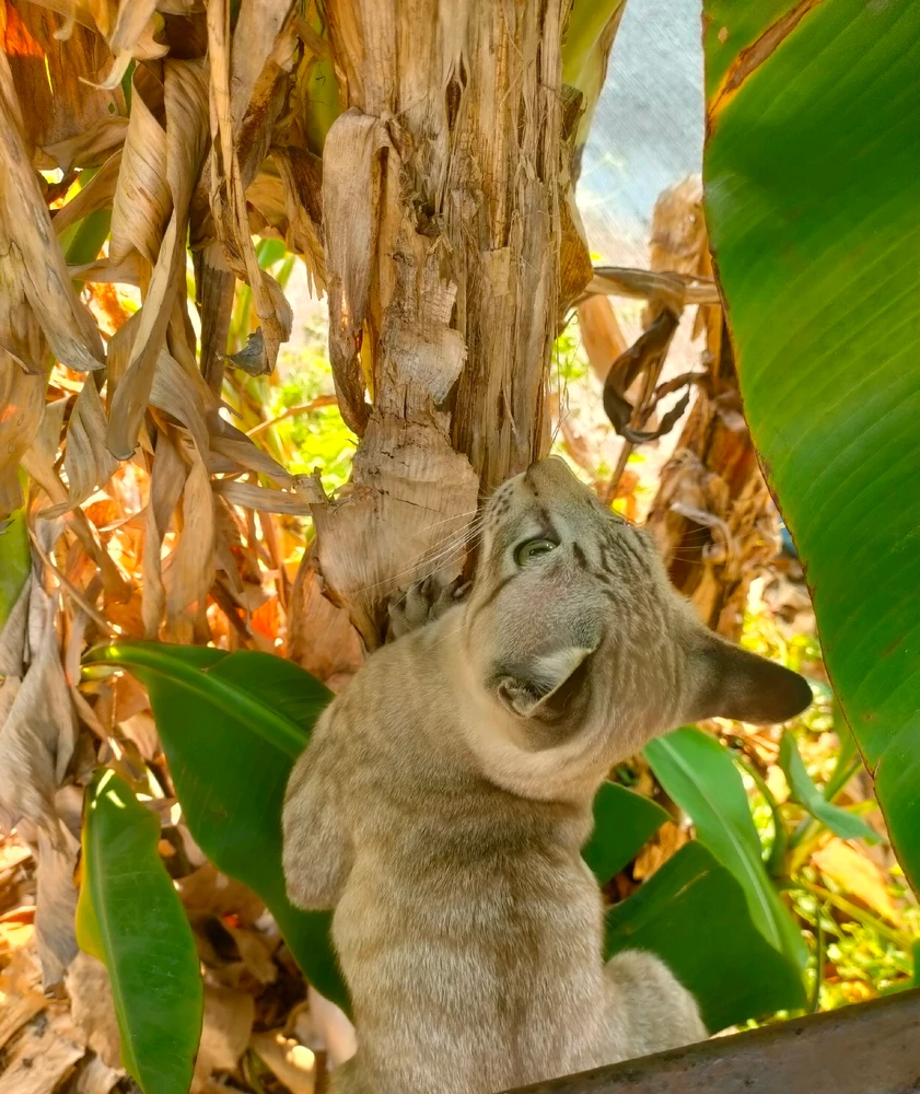 Image uploaded by Jellyfish