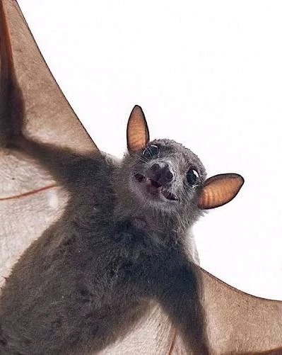 GIF uploaded by DezzieDee