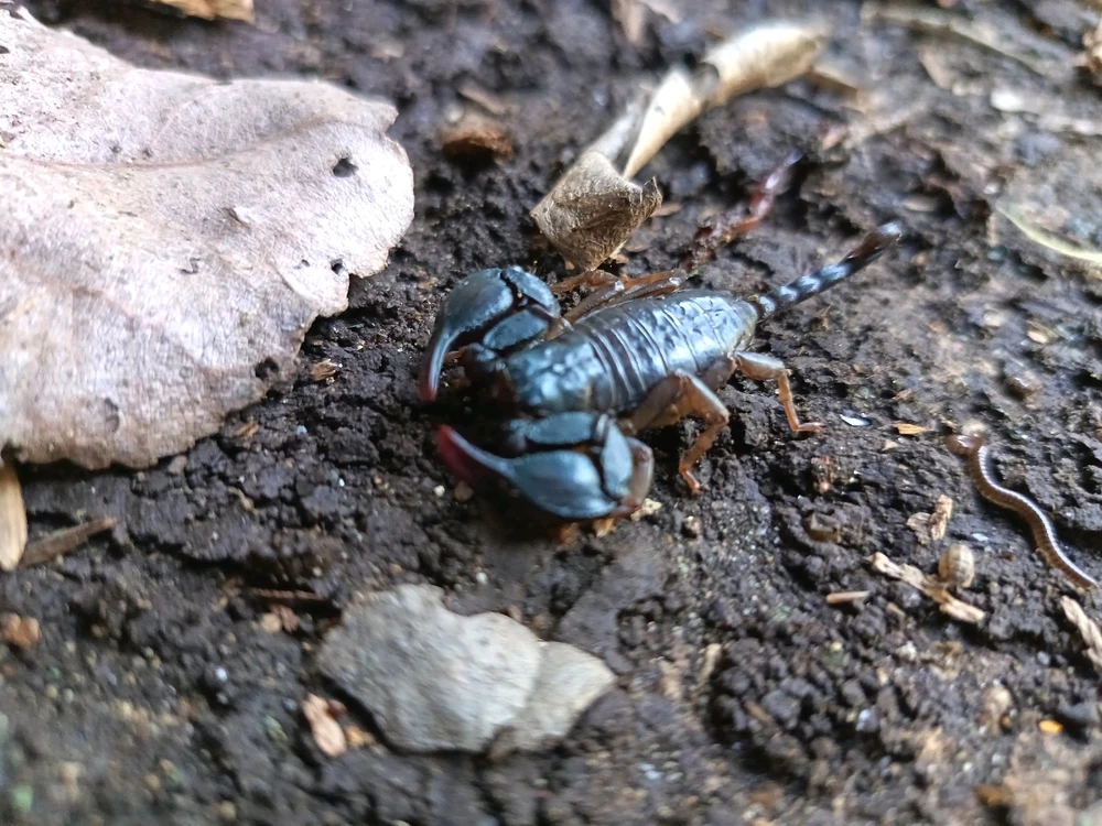 Immagine caricata da ҒRΔ