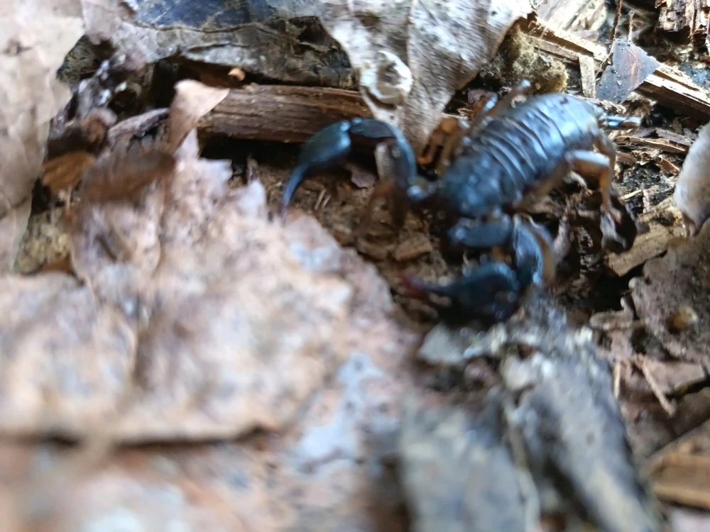 Immagine caricata da ҒRΔ