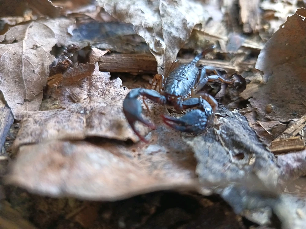 Immagine caricata da ҒRΔ