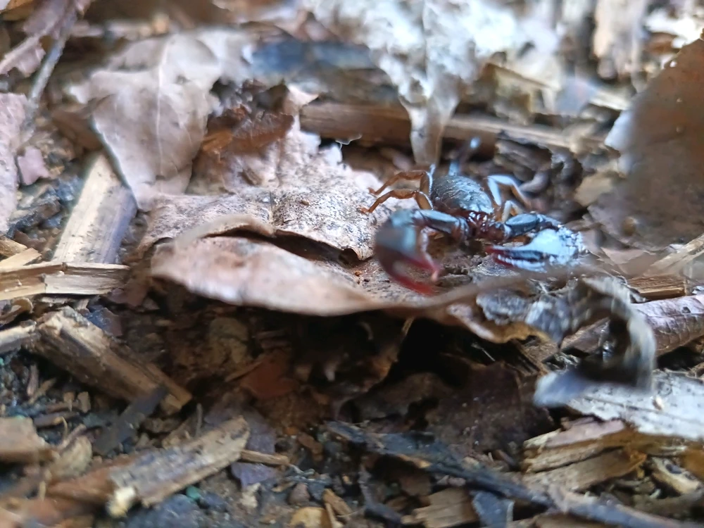 Immagine caricata da ҒRΔ