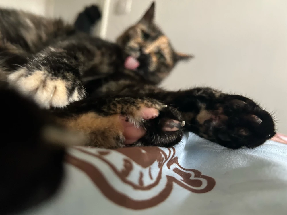 Image uploaded by Yaara