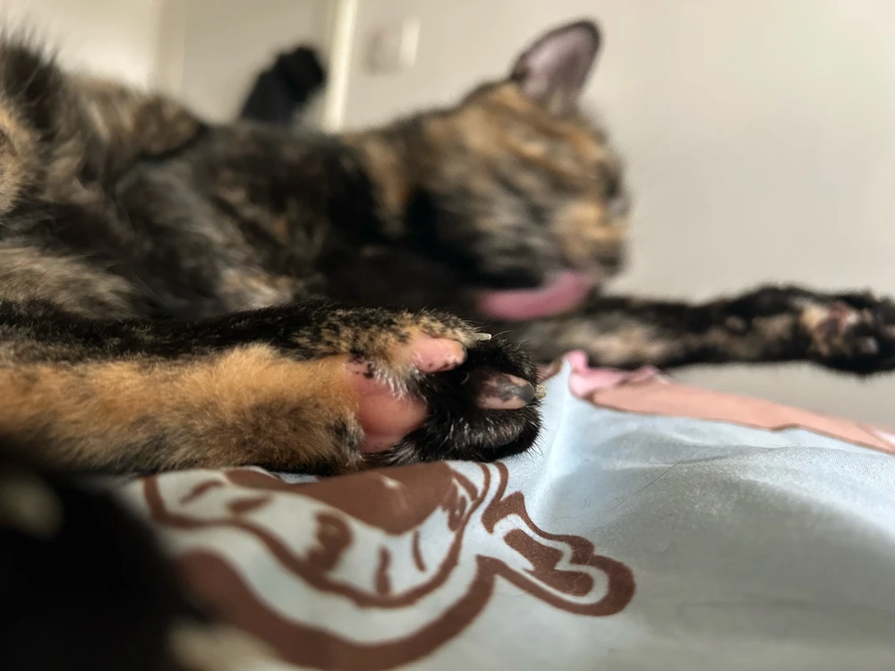 Image uploaded by Yaara