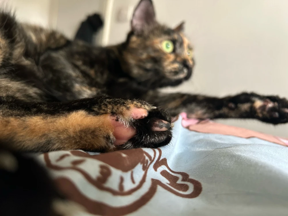 Image uploaded by Yaara