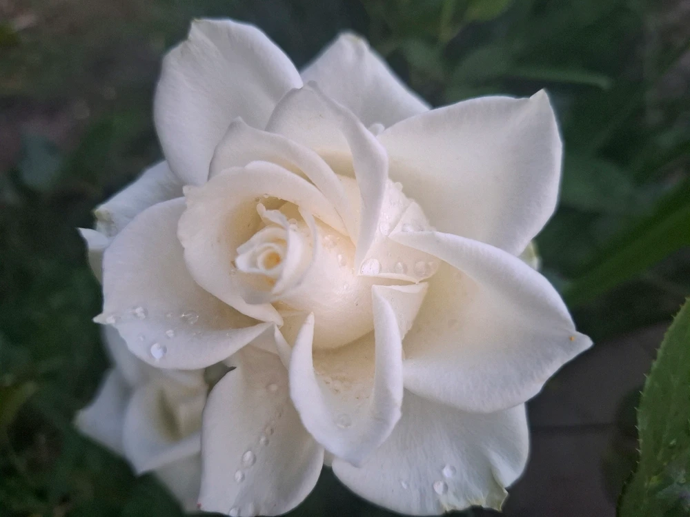 Image uploaded by Chris