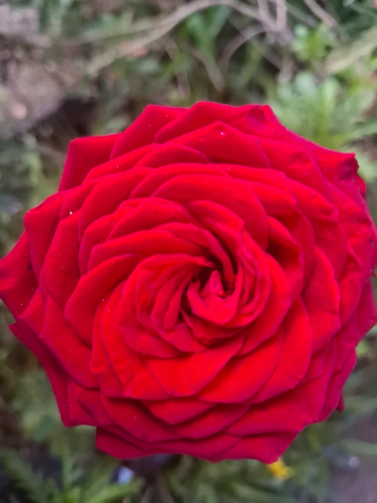 Image uploaded by Chris