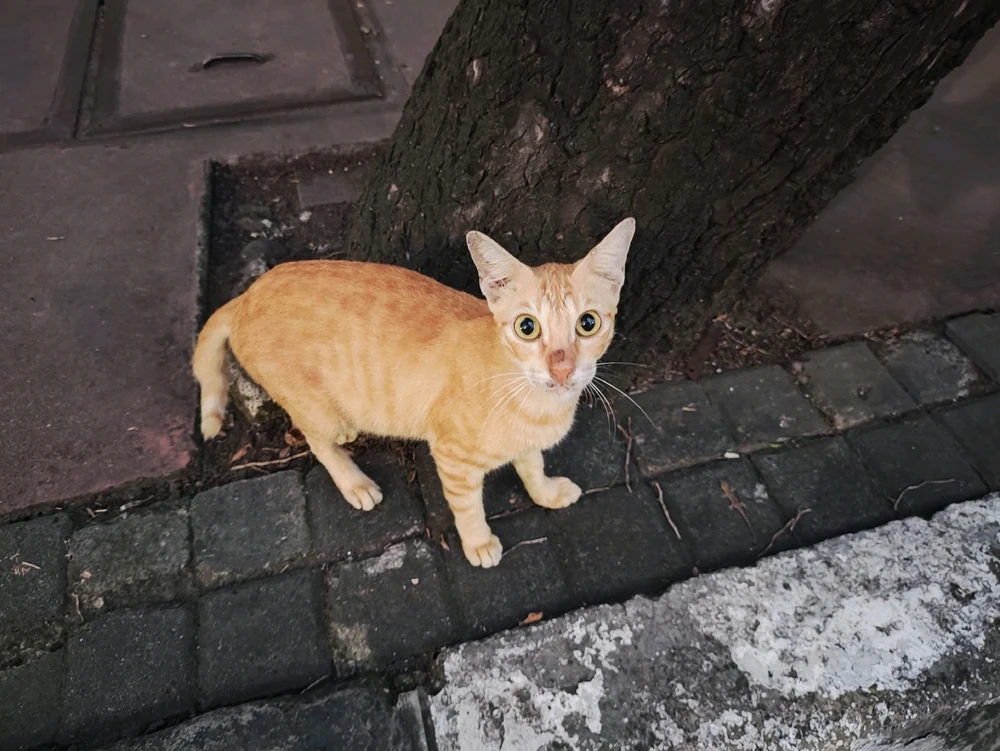 GIF diunggah oleh Atma