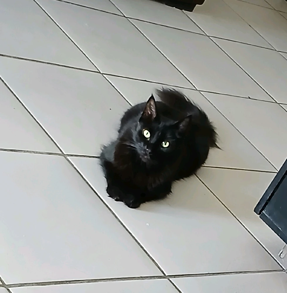 GIF enviado por Kelly