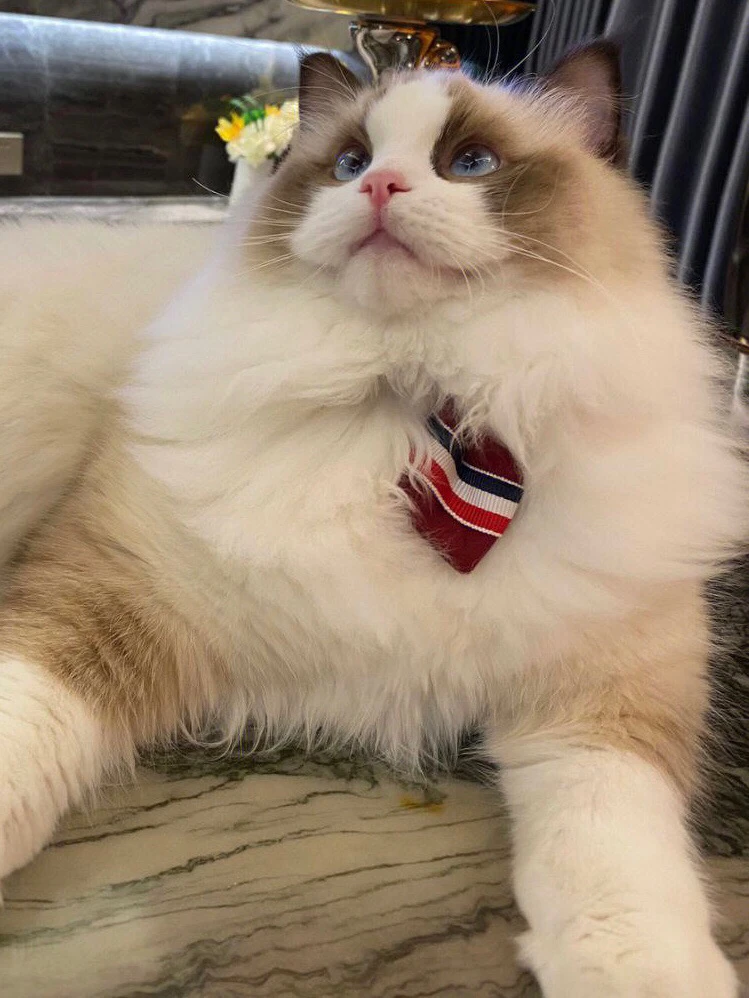 奈々ちゃんがアップロードしたGIF