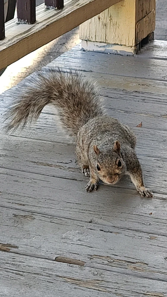 GIF uploaded by Patrick