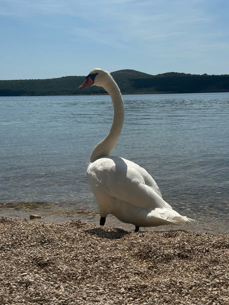 GIF učitao/la Bruno