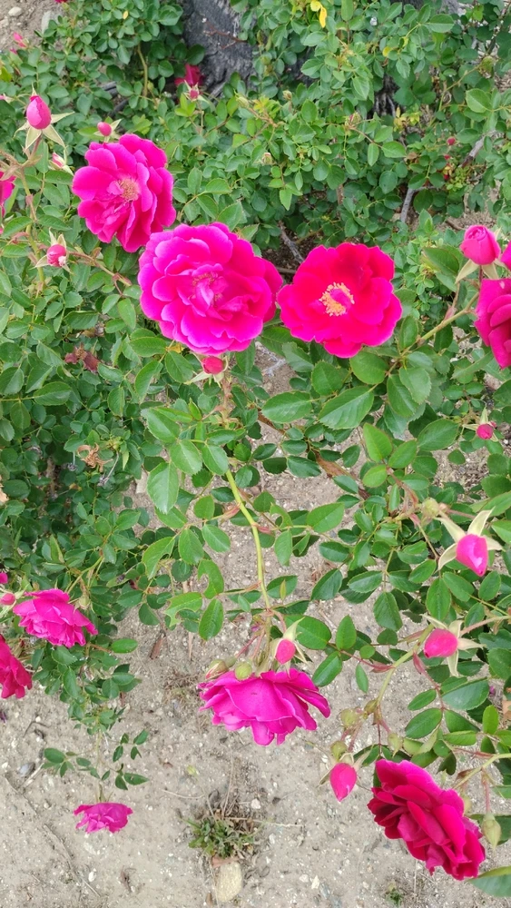 GIF uploaded by Crissy