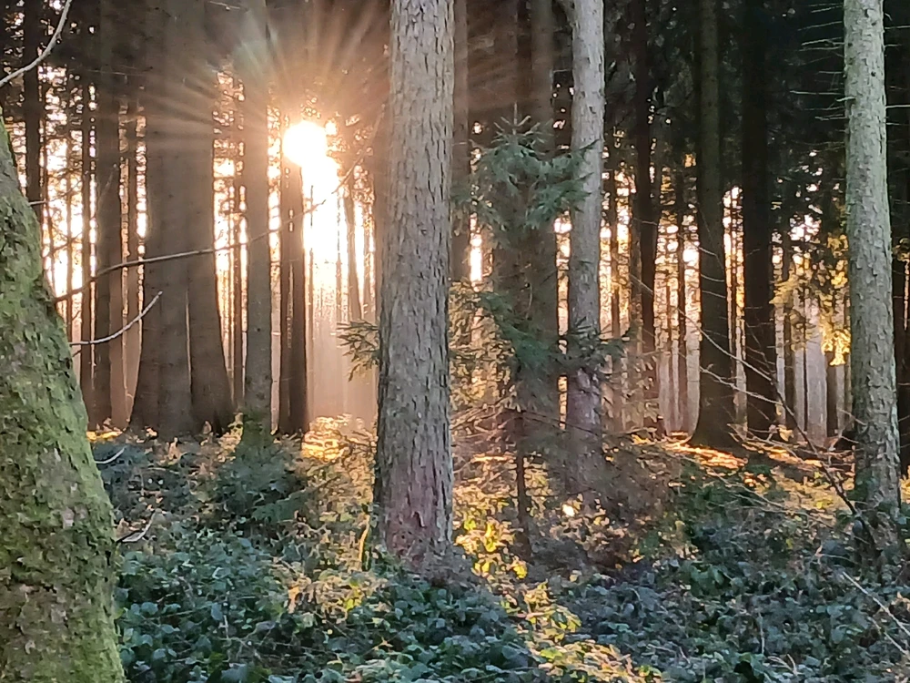 Bild hochgeladen von Herbert = ᚺᛖᚱᛒᛖᚱᛏ