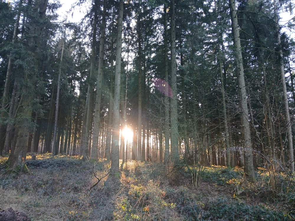 Bild hochgeladen von Herbert = ᚺᛖᚱᛒᛖᚱᛏ