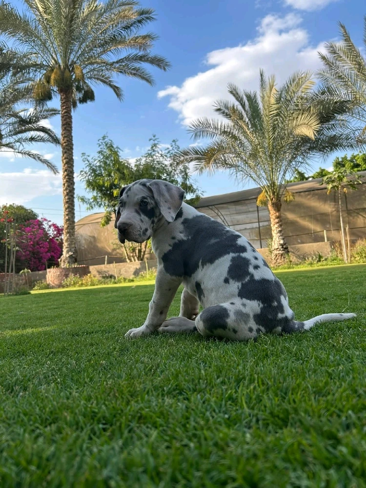 GIF uploaded by Mohamed Yousry