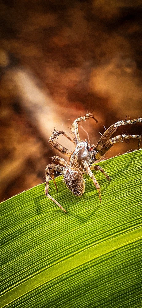 Gambar diunggah oleh Estrovi