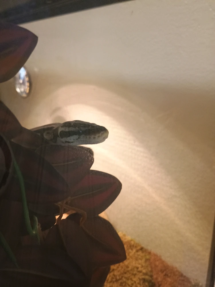 Image uploaded by Auzzy