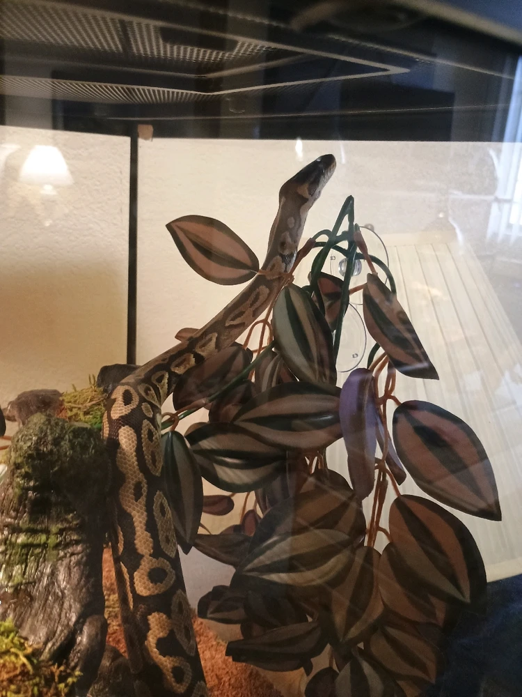 Image uploaded by Auzzy