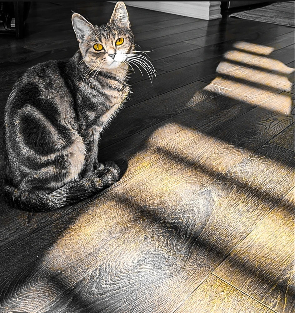 GIF uploaded by Dana