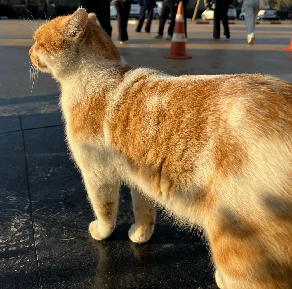 Image uploaded by Mert