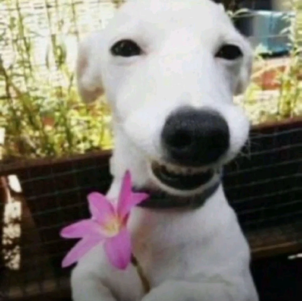 GIF uploaded by Simmy