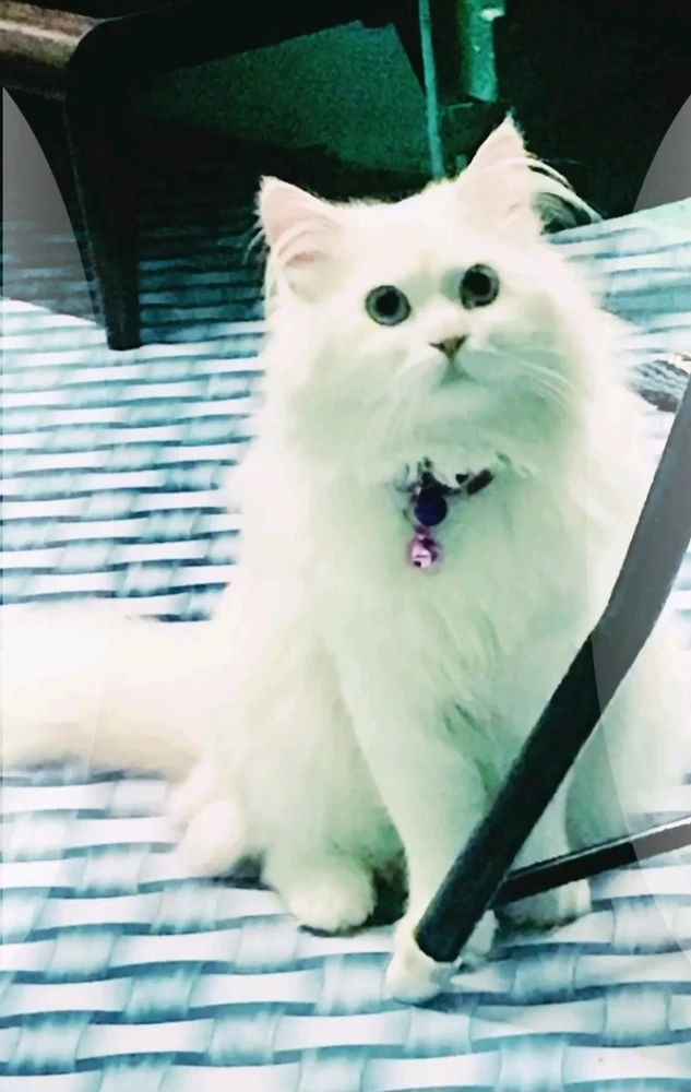 GIF uploaded by Sathish Chan