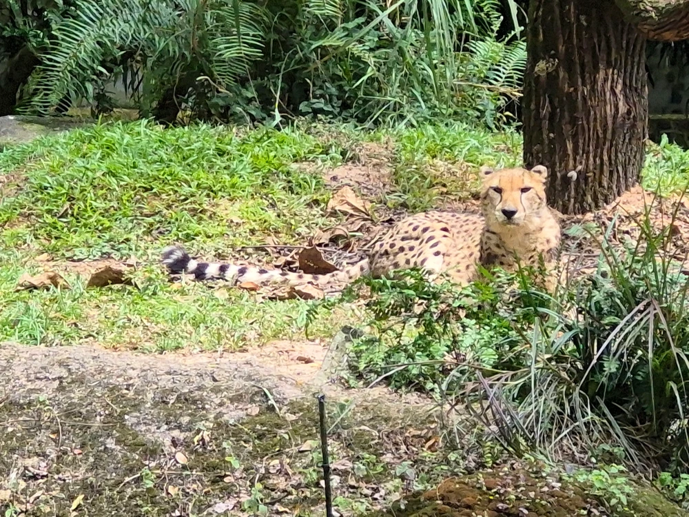 Image uploaded by Joey