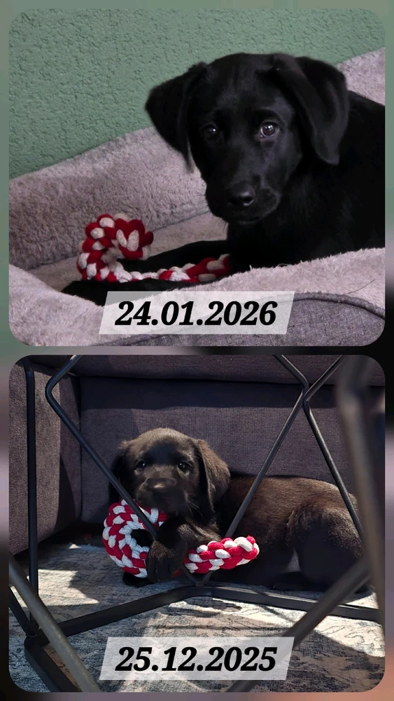 GIF hochgeladen von Katja