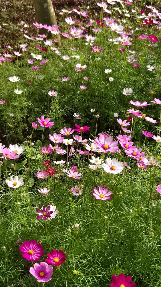 Image uploaded by Thảo