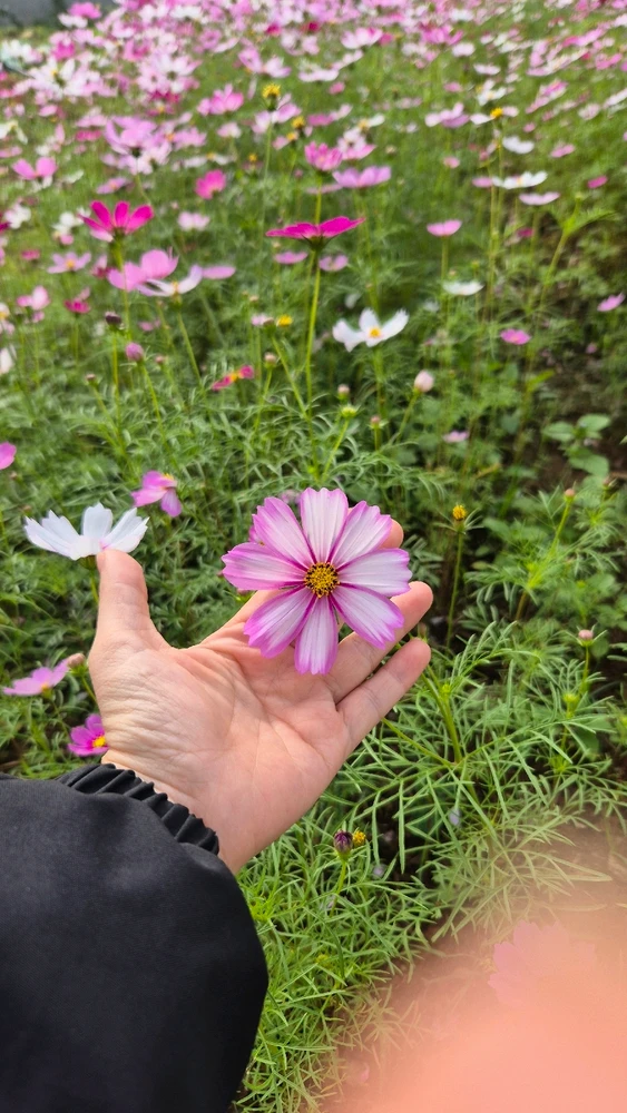 Image uploaded by Thảo