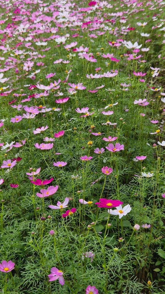 Image uploaded by Thảo