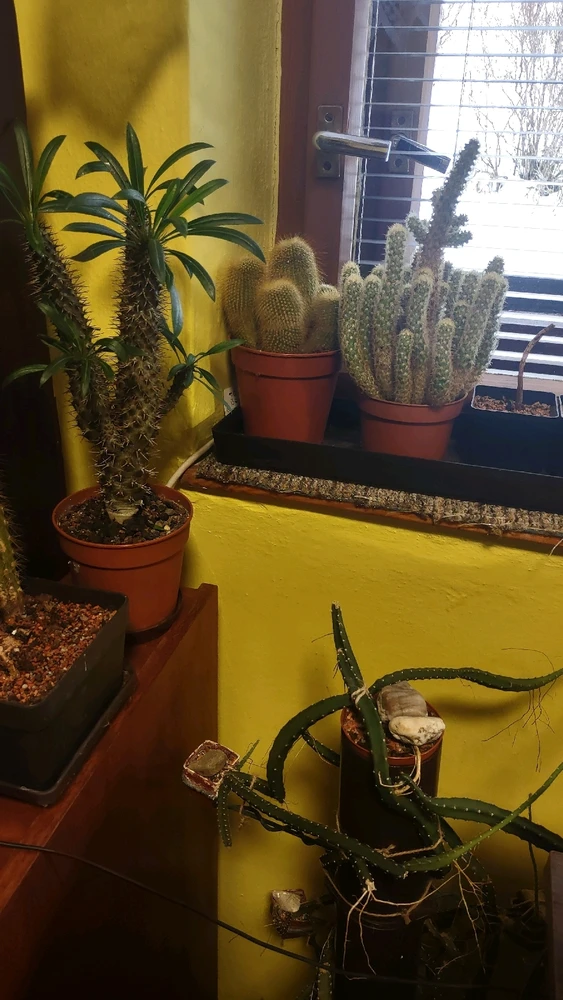 Obrázek nahrál zero