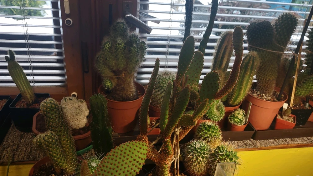 Obrázek nahrál zero