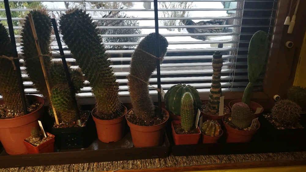 Obrázek nahrál zero