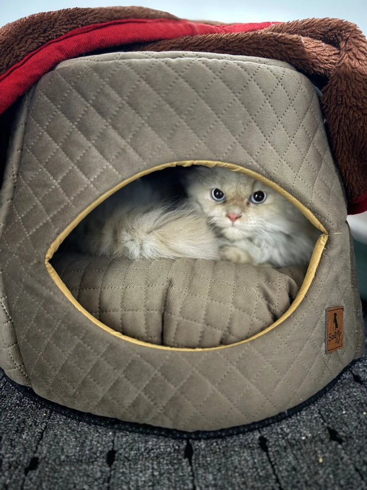 Image uploaded by Yehya