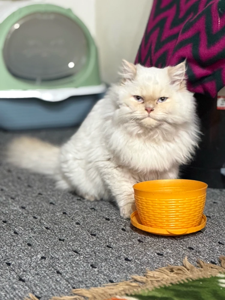 Image uploaded by Yehya