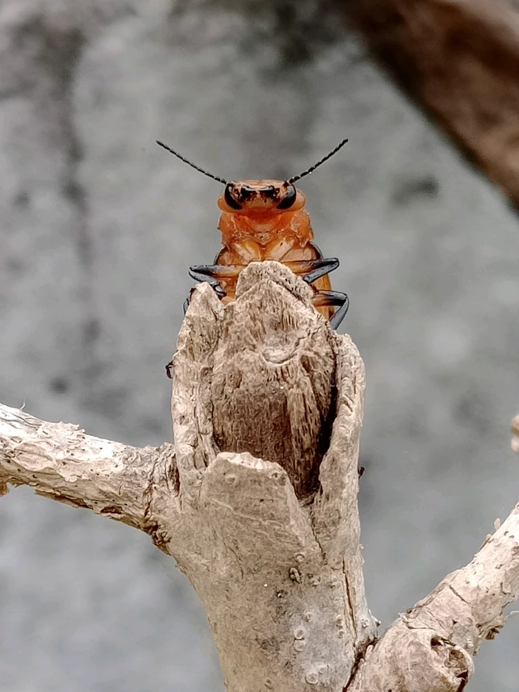 GIF enviado por Ricardo