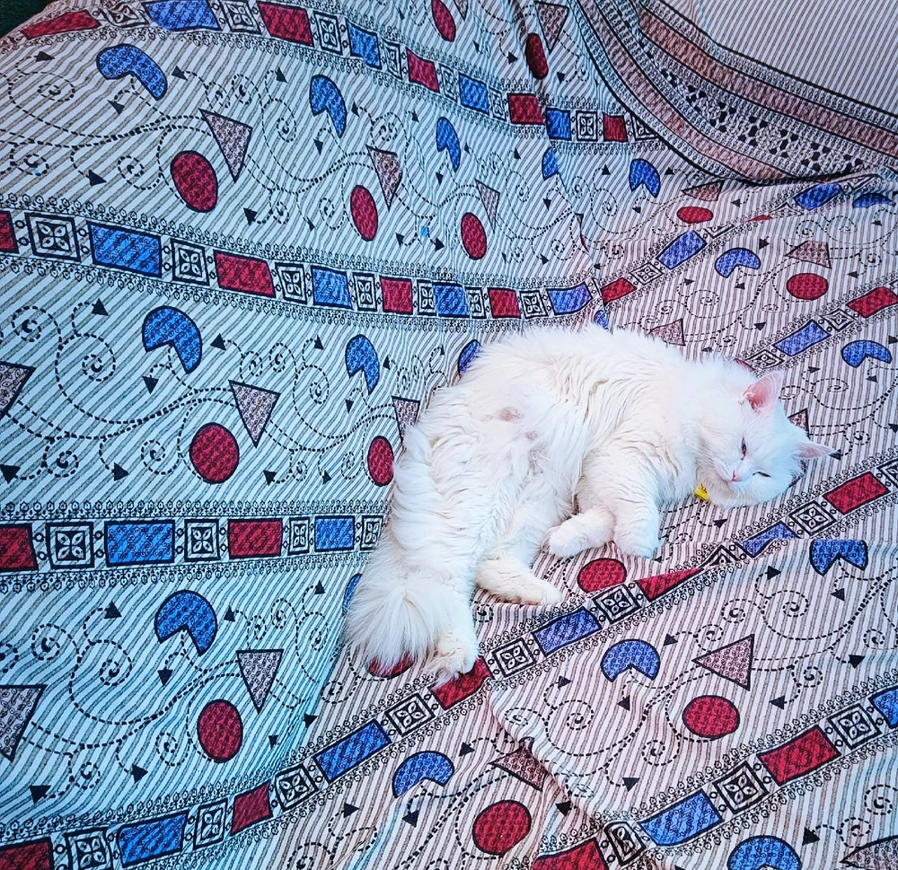 GIF uploaded by Sathish Chan