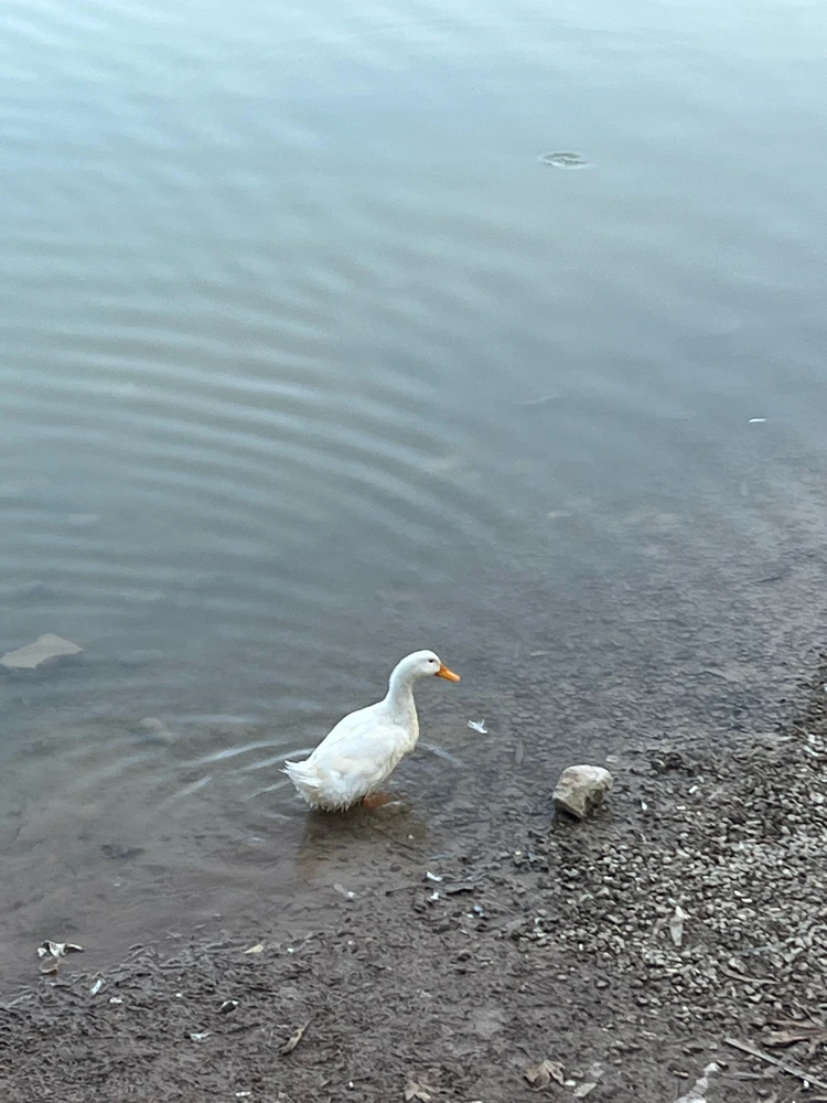 Image uploaded by Mert