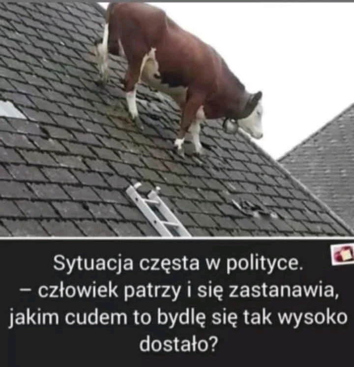 GIF dodany przez Wilk