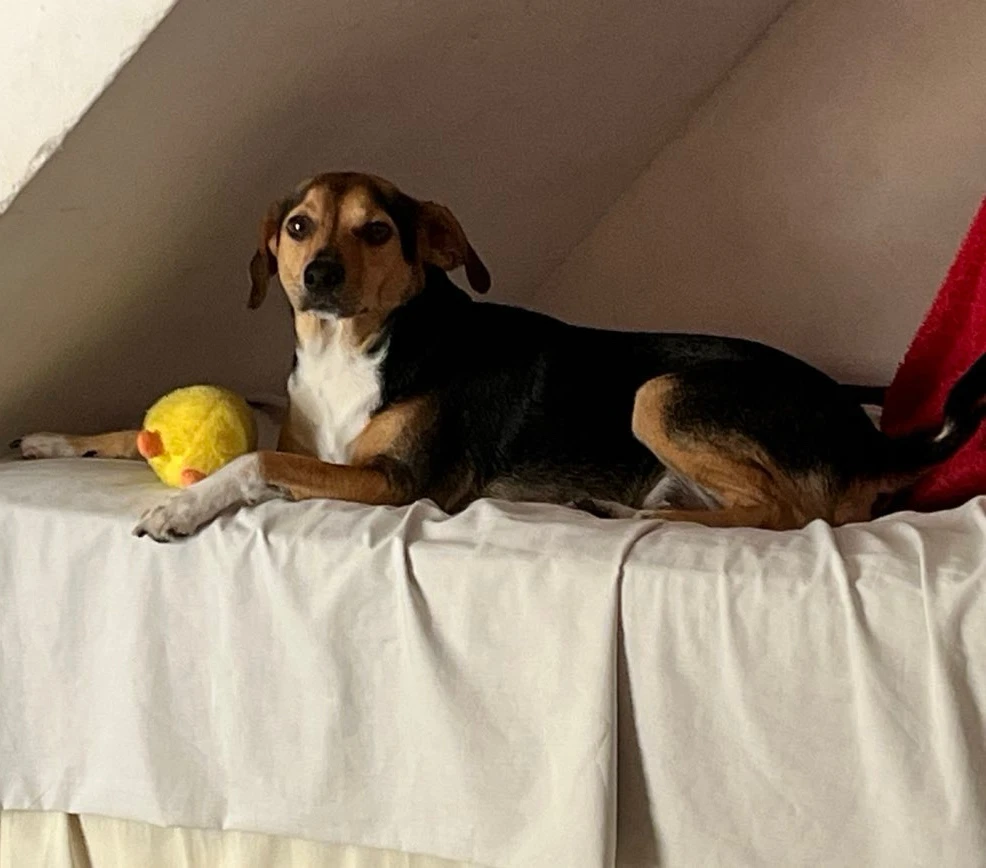 Imagem enviada por Larissa