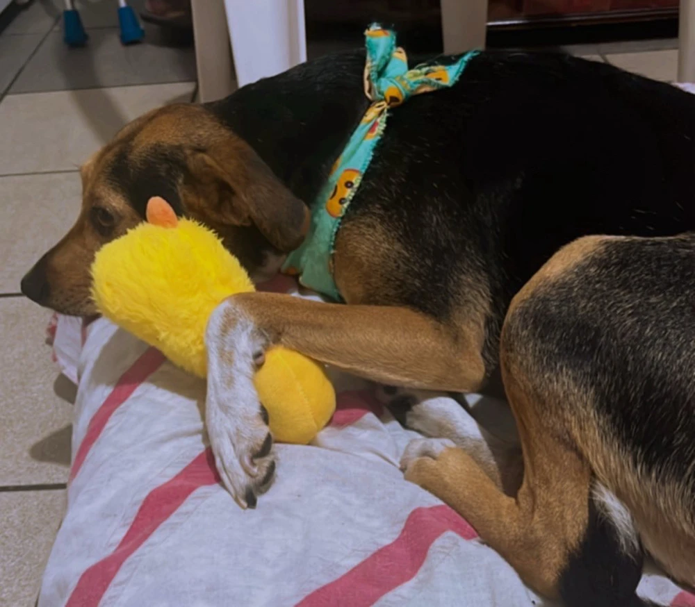 Imagem enviada por Larissa