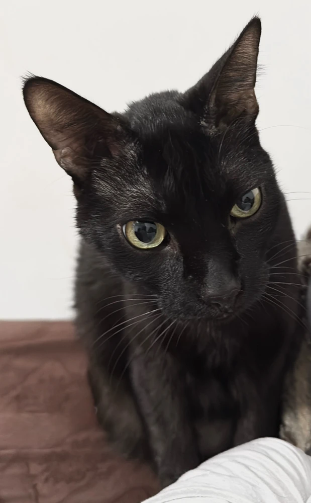 GIF subido por Daniel