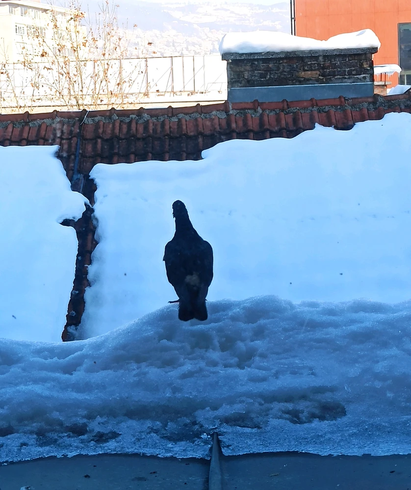 Gambar diunggah oleh Eldo Bosnali