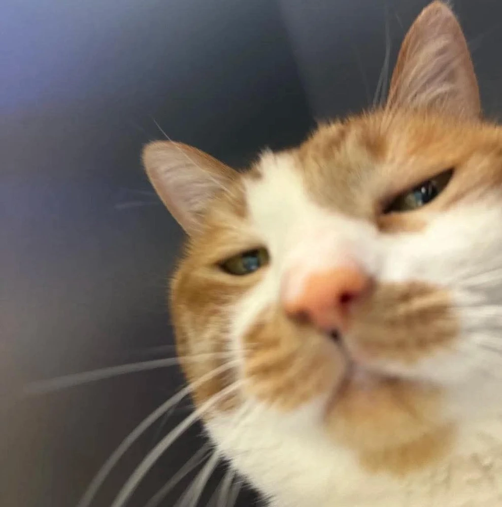 Imagen subida por benjamin guevara