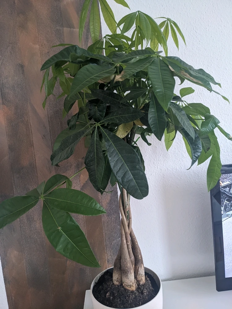 Bild hochgeladen von Dennis