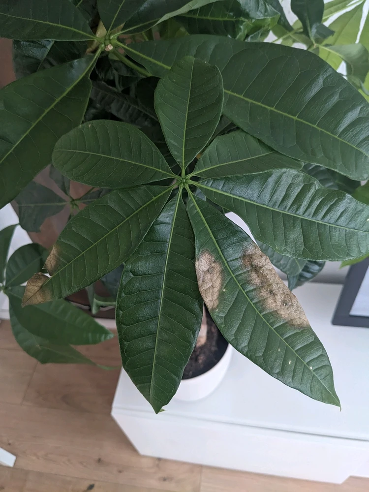 Bild hochgeladen von Dennis