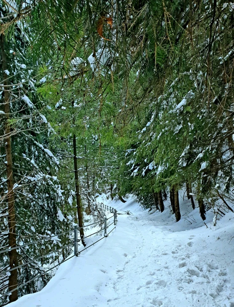 Image uploaded by Zaidi