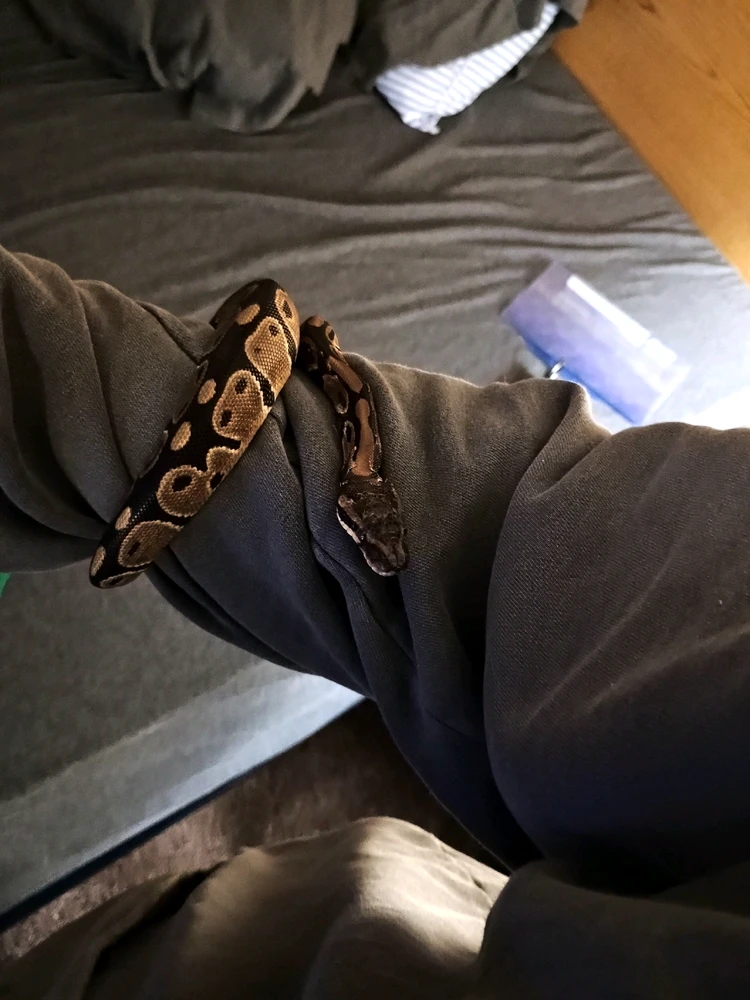 GIF uploaded by Auzzy